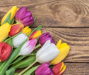 Deski, Brązowe, Kolorowe, Tulipany