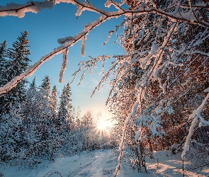 Zima, Gałęzie, Promienie słońca, Drzewa, Las