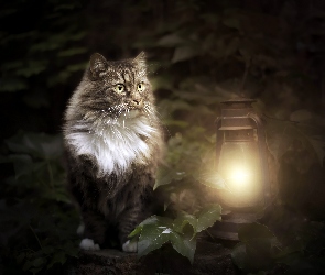 Kot, Liście, Lampa naftowa