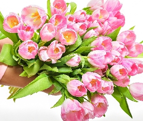 Tulipany, Białe tło, Ręce, Bukiet, Różowe