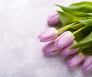 Tulipany, Krople, Zroszone
