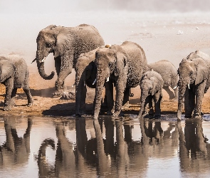 Słonie, Woda