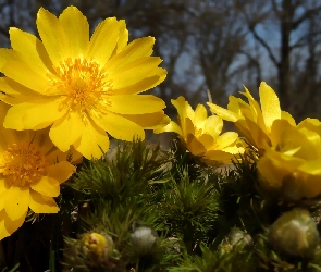 Zbliżenie, Kwiaty, Miłek wiosenny, Żółte