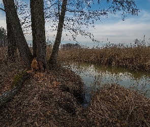 Rzeka, Drzewa, Szuwary