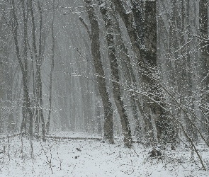 Gałęzie, Las, Zima, Drzewa