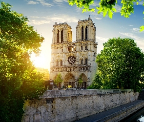 Francja, Paryż, Katedra Notre Dame, Drzewa