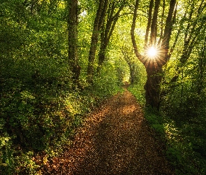 Promienie słońca, Ścieżka, Las, Drzewa