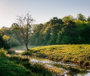 Drzewa, Rzeka, Mgła, Trawa, Poranek, Łąka