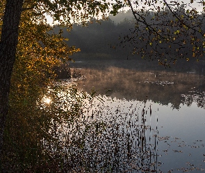 Poranek, Trawa, Jezioro, Drzewa