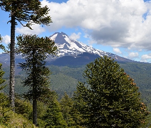Chile, Park Narodowy Conguillio, Wulkan Llaima, Góra, Drzewa, Araukarie chilijskie