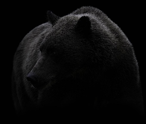 Niedźwiedź, Czarne tło