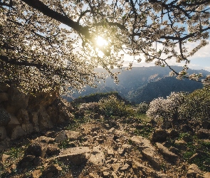Kwiaty, Dagestan, Drzewo, Wiosna, Rosja, Góry, Kaukaz, Gamsutl, Skały