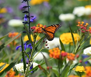 Danaid wędrowny, Kwiaty, Kolorowe, Monarcha, Motyl