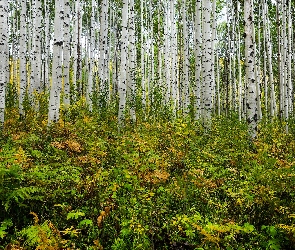 Drzewa, Rośliny, Topole osikowe, Pnie, Las