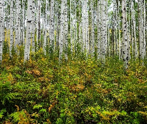 Las, Rośliny, Pnie, Topole osikowe, Drzewa