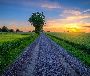 Pole, Wschód słońca, Drzewa, Droga