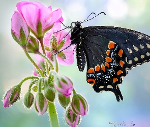 Czarny, Motyl, Makro, Kwiat, Pelargonia, Rozmycie, Paź królowej