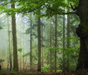 Las, Mgła, Drzewa, Zielone