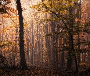 Las liściasty, Jesień, Drzewa