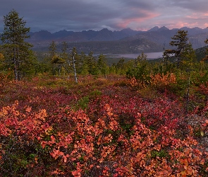 Jesień, Magadan, Jezioro Jack London, Rosja, Kołyma, Góry, Drzewa, Kolorowa, Roślinność