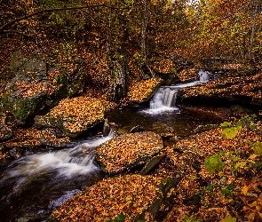 Rzeka, Kamienie, Las, Skały, Opadłe, Jesień, Liście, Mostek