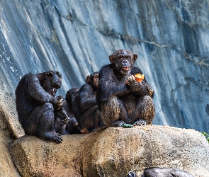 Szympansy, Skały, Małpy