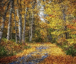 Liście, Opadłe, Droga, Jesień, Las, Kolorowe