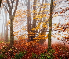 Mgła, Jesień, Roślinność, Drzewa, Las