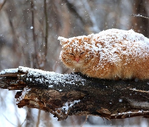 Śnieg, Gałąź, Śniegiem, Przyprószony, Rudy, Kot