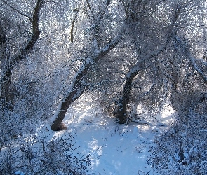 Zima, Gałęzie, Śnieg, Drzewa, Las