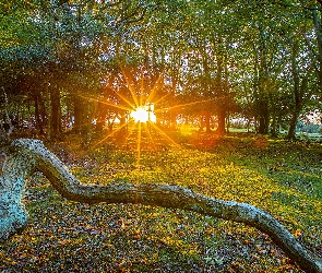 Promienie słońce, Konar, Drzewa