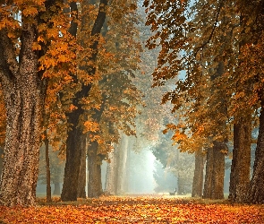 Drzewa, Mgła, Poranek, Kasztanowce, Park
