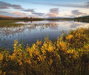 Rosja, Okręg Jamalsko-Nieniecki, Rośliny, Jezioro Domashnoye