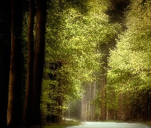 Las, Przebijające światło, Zielone, Drzewa, Droga