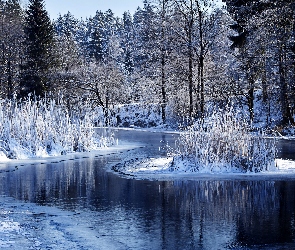 Zima, Las, Szuwary, Śnieg, Jezioro, Drzewa