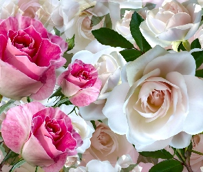 Kwiaty, Grafika, Różowe, Róże, Białe