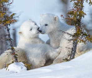Niedźwiedzie polarne, Niedźwiadki, Śnieg, Zima, Dwa, Małe