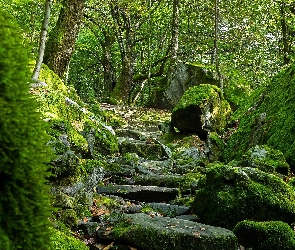 Drzewa, Las, Ścieżka, Głazy, Kamienie, Kamienna, Omszałe