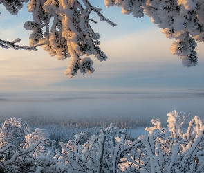 Zima, Gałęzie, Drzewa, Ośnieżone, Śnieg