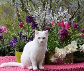 Kwiaty, Kot, Biały, Obrus, Gałązki, Tulipany, Różowy, Turecki van