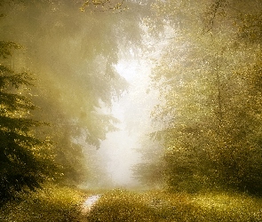Las, Ścieżka, Mgła, Drzewa, Rozświetlony