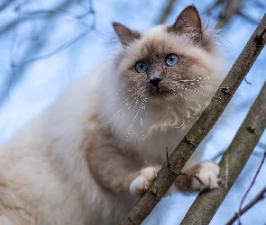 Gałązki, Oczy, Kot birmański, Niebieskie