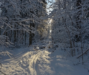 Ścieżka, Wydeptana, Śnieg, Zima, Las, Drzewa