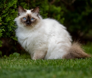 Kot birmański, Trawa, Oczy, Niebieskie