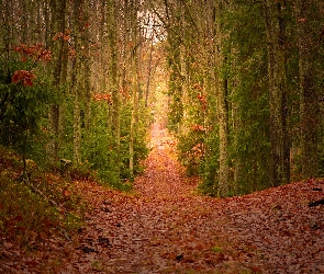 Drzewa, Ścieżka, Las, Jesień, Opadłe, Liście