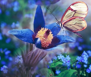 Greta oto, Motyl szklanoskrzydły, Niebieskie, Kwiaty, Ułudki, Sasanka
