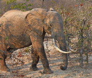 Słoń, Krzewy