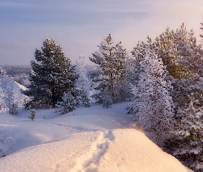 Śnieg, Zima, Ośnieżone, Drzewa, Ślady