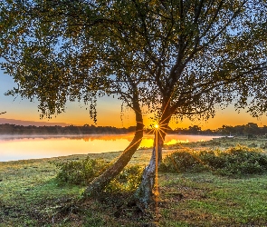 Jezioro, Promienie słońca, Mgła, Drzewa