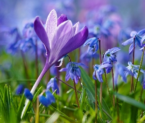 Krokus, Rozmycie, Trawa, Cebulice syberyjskie, Kwiaty